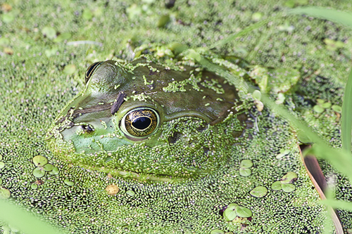 FrogDuckweed Web