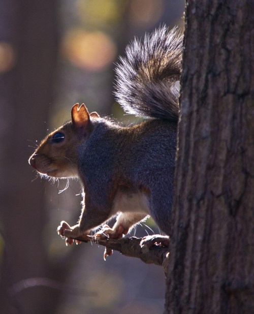 Squirrel_backlit_blog
