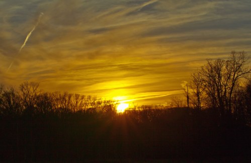 Looking into the marsh
