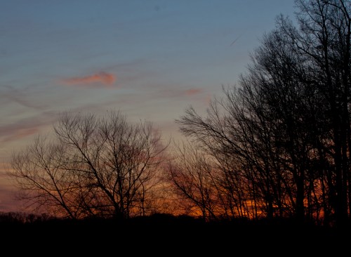 Looking through the trees