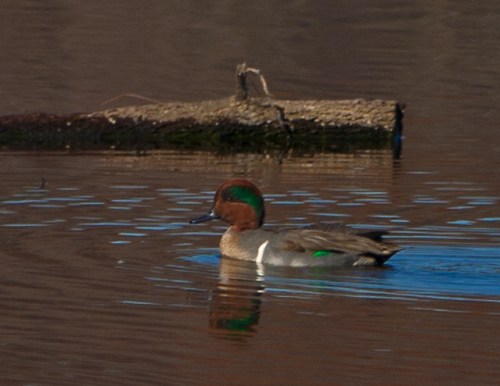 Male Green-winged Teal swimming