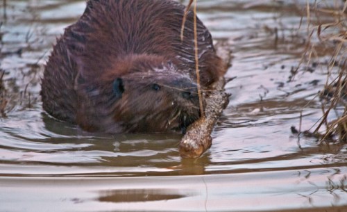 Gathering more sticks for his lodge