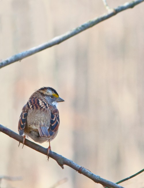Brown bird on little branch