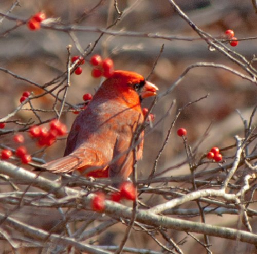 cardinal_blog