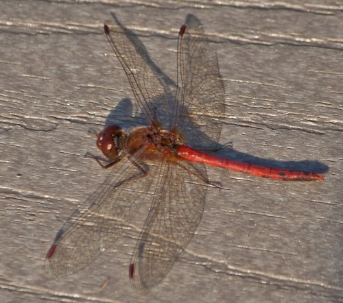 View from above of Autumn Meadowhawk dragonfly
