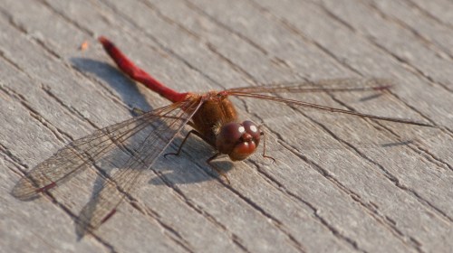 Full front view of Autumn Meadowhawk