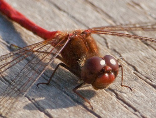 Close-up of Autumn Meadowhawk dragonfly