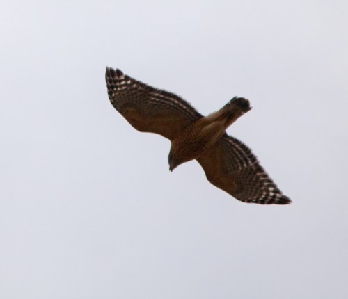 Hawk in flight