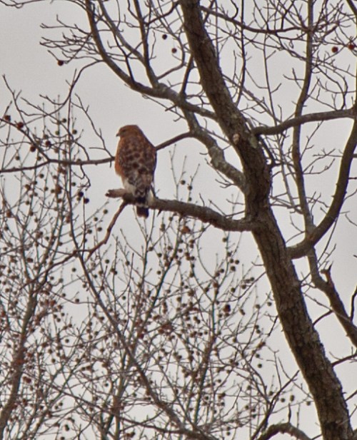 Hawk in tree