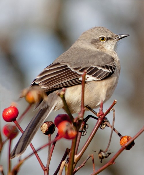 Northern Mockingbird 