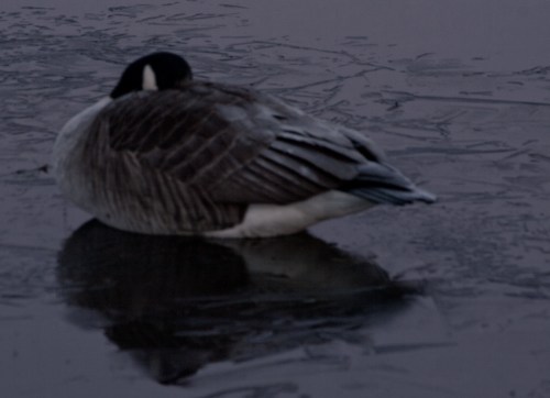 Goose asleep in the moonlight
