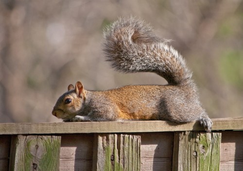 Gray squirrel on my backyard fence