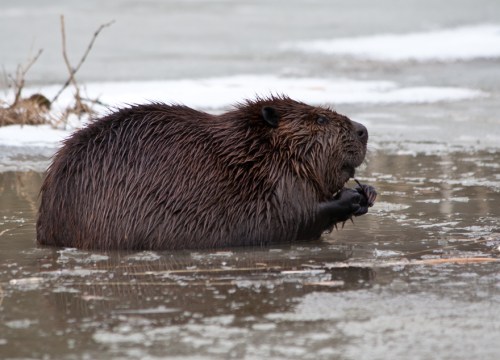 beaver_profile_blog