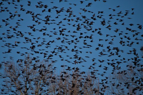 blackbirds_blog
