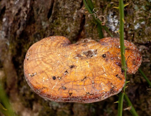 fungus2_blog
