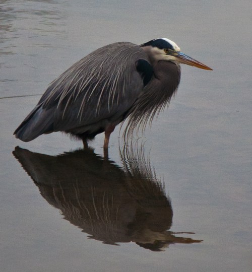 Great Blue Heron on Potomac River, Take 2