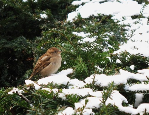 Sparrow in Brussels