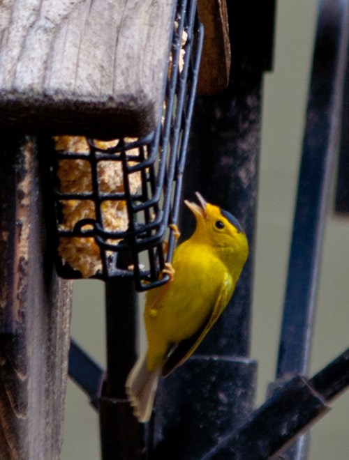 Wilson's Warbler Feeding