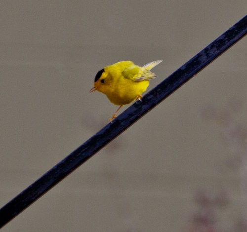 Wilson's Warbler Walking