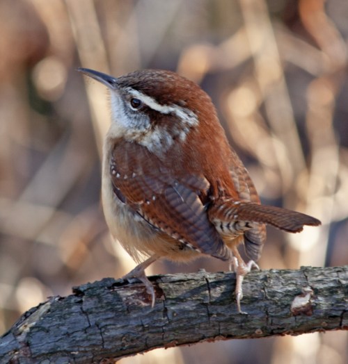 Carolina Wren