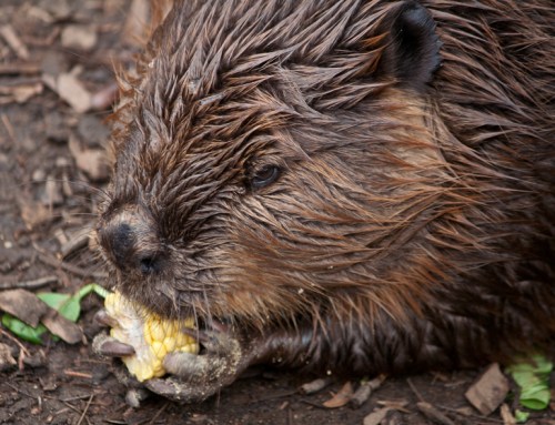 beaver_corn2_blog