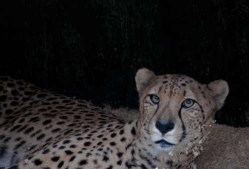 cheetah2_blog