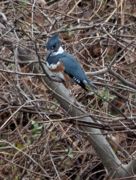 kingfisher-F1_blog