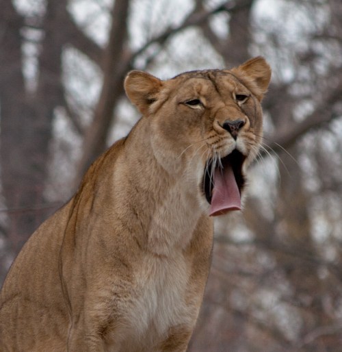 lioness2_blog