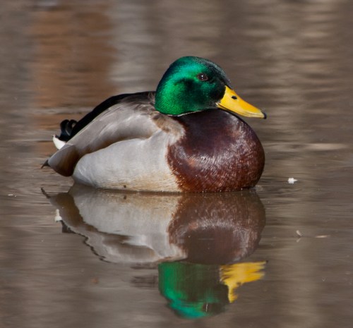 mallard_blog