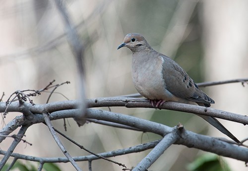 Mourning Dove lorez