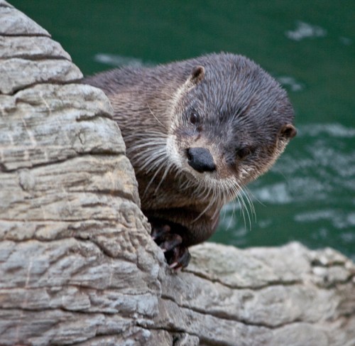 otter1_blog