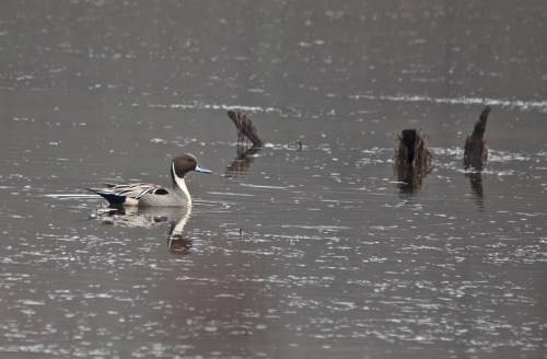 pintail_blog