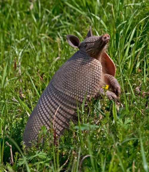 armadillo_standing1_blog