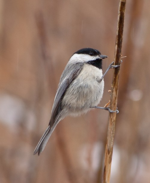 chickadee2_blog