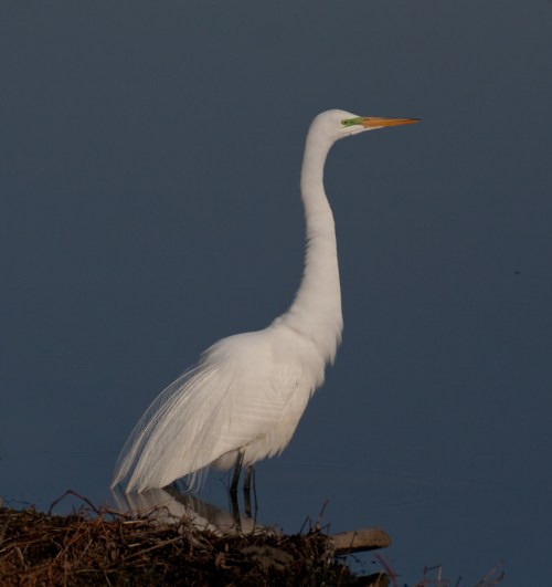 egret1_blog