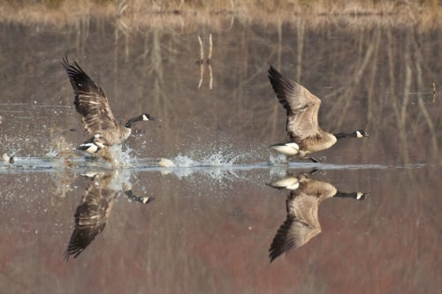 geese_takeoff2_blog