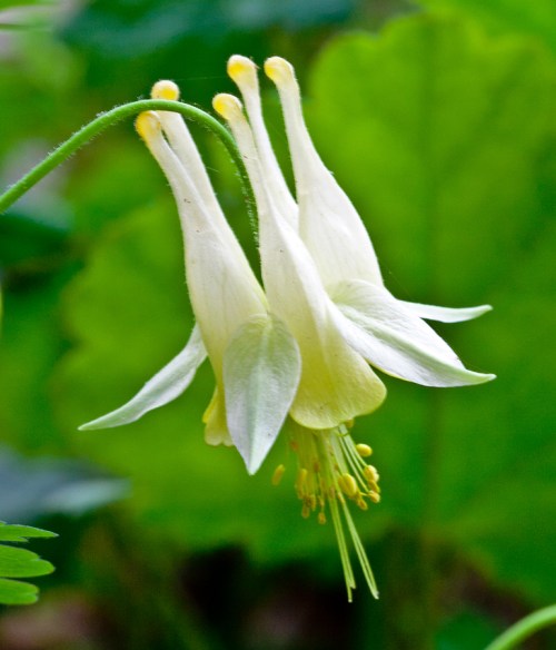 columbine1_blog