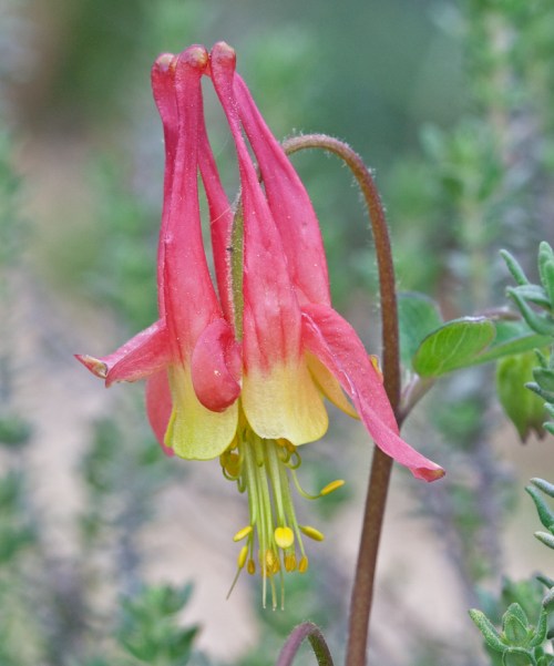 columbine2_blog