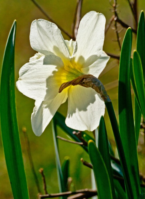 daffodil1_blog