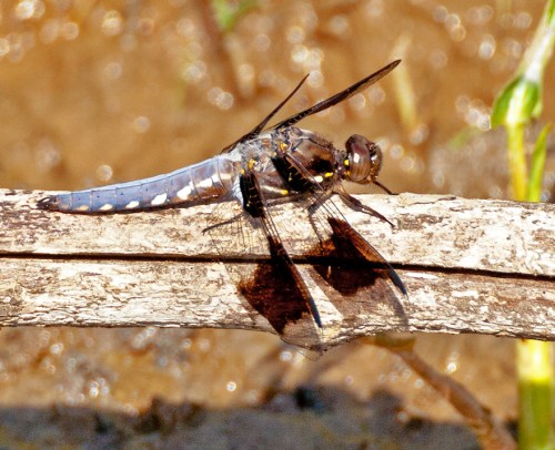 dragonfly1_blog