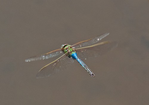 dragonfly_blog