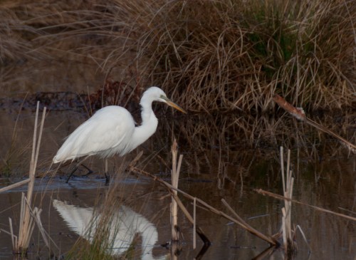 egret1_blog