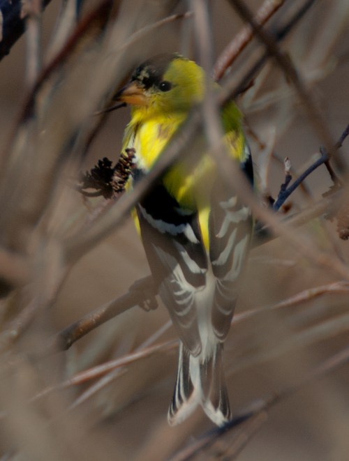 goldfinch2_blog