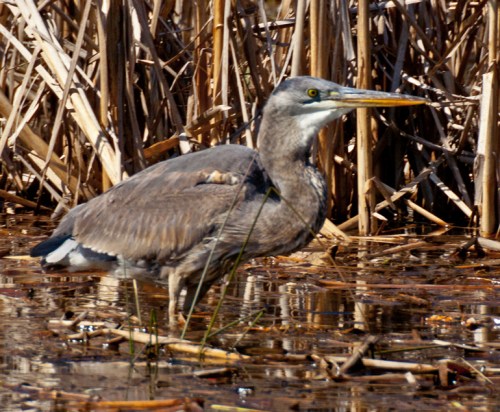 heron4_blog