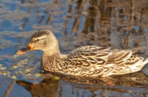 mallard2_blog
