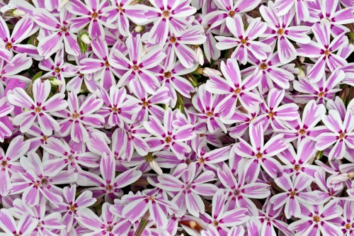 phlox_blog