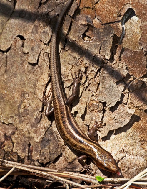 skink_edited-1_blog