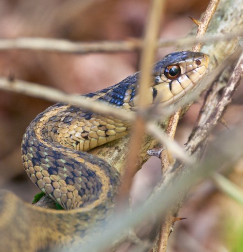 snake1_blog