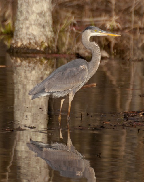 standing_heron1_blog
