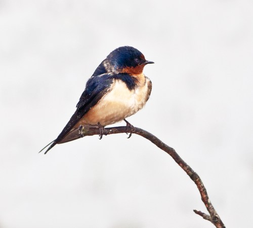 swallow1_tree_blog